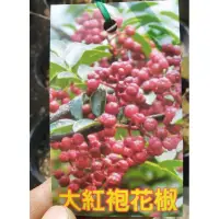 在飛比找蝦皮購物優惠-**小農之家**優質種苗「大紅袍花椒」高壓苗 高約70cm 