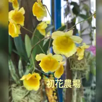 在飛比找蝦皮購物優惠-初花農場2店｜黃金石斛｜已上板｜觀花植物｜～定價400特價3