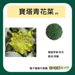 【台灣出貨 電子發票】寶塔青花菜種子 2顆 F1 菜籽 種子 佛塔 青花菜 植栽 種菜 種田 空中花園藝世界