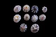 Sea shell - Patella laticostata- 20mm-26mm