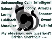 British Shorthair Cat My Obsession, Questions? T-shirt Choice size color