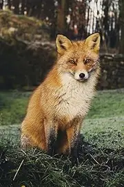 The Sly Red Fox Journal: 150 page lined notebook/diary