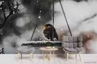 3D Snow Bird Wallpaper Wall Mural Removable Self-adhesive 307