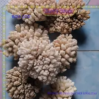 在飛比找蝦皮購物優惠-海葵珊瑚水族箱觀賞海珊瑚隨機/1000gm