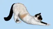 Diorama Animal Scene Props Resin 1/64 Tabby Cat Licks Feet Figure Painted Toys