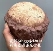 Unique Segnosaur Dinosaur Egg Fossilized Crystallized Fossil Jurassic Cretaceous