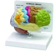 Normal Size Human Brain Anatomical Model Half Brain Studying Education Model AU
