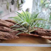 在飛比找蝦皮購物優惠-空氣鳳梨 Tillandsia ionantha maxim