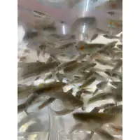 在飛比找iOPEN Mall優惠-【汛潽】大肚魚 無品系孔雀魚