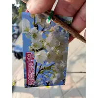 在飛比找蝦皮購物優惠-李家果苗 福爾摩沙櫻 6吋盆 嫁接苗 台灣特有亞種櫻花 白花