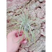 在飛比找蝦皮購物優惠-空鳳 噴泉x飛牛媞那 Tillandsia exserta 