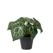 [Elme Living] Anthurium Plant Potted - 24 x 24 x 23cm