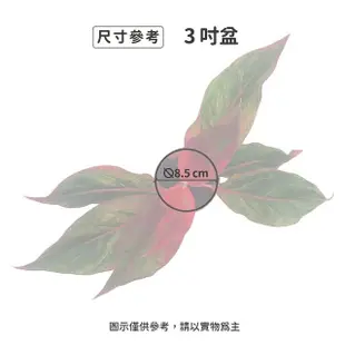 【Gardeners】極光粗肋草 3吋盆 -1入(室內植物/綠化植物/觀葉植物)