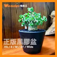 在飛比找蝦皮購物優惠-塊根王 正版 黑膠盆 塊根 多肉植物專用 盆 盆器 花盆