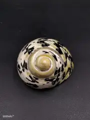 Large Cittarium pica magpie turbo sea shell. Hermit crab Beach collector #11081
