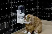 GuineaLoft™ Auto Drinker - ⁦Water Bottle for Rabbits, Ferrets, Quails and Small Animals in Need of Simple Way of Drinking. No Need to Push Any Tabs. Automatically Refill to 3/4 Full. No Spillage