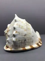 Cassidae Cassis cornuta 19 cm, sea shell, collectible shells, helmet