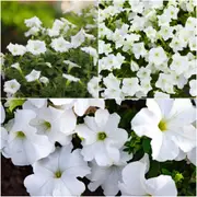 Petunia - Snowball White seeds