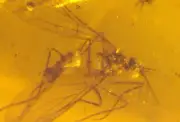 Extinct Scorpionfly in Burmese Amber Fossil Gemstone Dinosaur Age