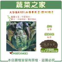 在飛比找蝦皮購物優惠-【蔬菜之家滿額免運】大包裝A101.紅蘿蔓萵苣(紅羅美.紅蘿