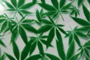 Marijuana Strong Zip Lock Resealable Bags 38mm x 38mm (10 Units)