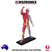 Human Muscle & Skeleton Anatomy Model Kit by 4D Vision