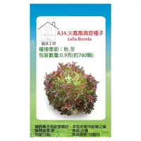 在飛比找momo購物網優惠-【蔬菜工坊】A34.火鳳凰萵苣種子0.9克(約780顆)