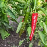 Chilli - Sang Cho seeds