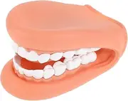 JOINPAYA Teeth Model for Realistic Mouth Teaching Model Easy Tooth Brushing Demonstration for Preschool Language Training and Learning Activities