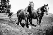 Cora Lynn District Victoria 1920-1930 - A man ploughing a field wi- Old Photo