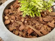 Coconut Husk Chips Natural Organic Growing Fiber Orchids Anthurium Compost 175g