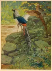 Lady Amherst Pheasant : Charles Knight : 1922 : Archival Quality Art Print