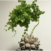 ｜南非龜甲龍｜種子｜Dioscorea elephantipes｜