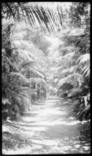 Lord Howe Island Forest path overhung with palm trees, Lord Howe I - Old Photo