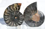 Large Black Ammonite PAIR Deep Crystals 110myo FOSSIL 117mm 4.6" 9363bb