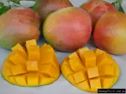 Buy R2E2 Mango Fruit Trees Grafted or Seedling (Mangifera indica)