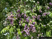 Buy Lilly Pilly Giant water gum Tree (Syzygium francisii)
