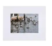 Original Matted Photo - Pelicans in Cortez Fl SwordFish by Anna Maria Island