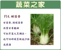 在飛比找露天拍賣優惠-全館滿799免運【蔬菜之家00F14】大包裝.甜茴香種子30