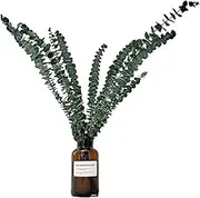 Dried Preserved Eucalyptus Stems, Natural Dried Eucalyptus Bundle, Real Eucalyptus Plant Stems for Shower, Fresh Eucalyptus Branches Greenery Plants for Natural Aromatherapy to Your Shower