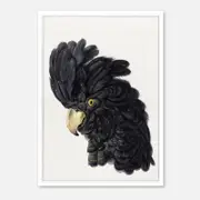 Galrie Stunning Black Cockatoo Art Print - Detailed Vintage Ornithological Illustration, Poster Only, A3 30 x 42cm (12 x 16inch)