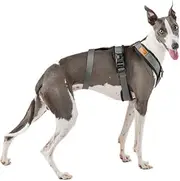 3 Point No Pull Harness, Ideal for Greyhound, Italian Greyhound, Whippet, Greyhound, Podenco - Safe, Breathable and Durable Walking, Training and Running - Anthracite, XS