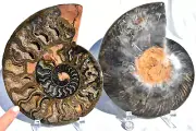 Large Black Ammonite Pair Deep Crystals 228mm XXXLRG 9.0" 110myo fossil 3735uy