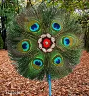 Natural Peacock Auspicious Mor Pankh Real Peacock Feather Tail Home Lord Krishna