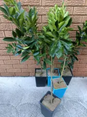 Grafted Dwaf Mandarin Tree (Murcott)