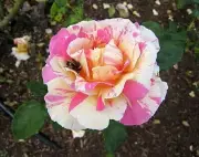 Rose Claude Monet Rose 5 dormant cuttings-rare - tea hybrid- imported