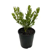 140mm Rock Correa - Correa glabra