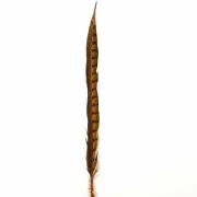 10" to 20" Lady Amherst Pheasant Side Tail Feather - Orange