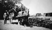 Meerlieu Victoria 1925 Loading wattle bark onto wagon Australia OLD PHOTO