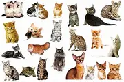 22PCS Removable 3D Cartoon Animal Cats PVC Wall Stickers Easy to Peel and Stick Cute Cat Wallpaper Murals for Kids Wall Decals Living Room Baby Rooms(Blown-22Cats)